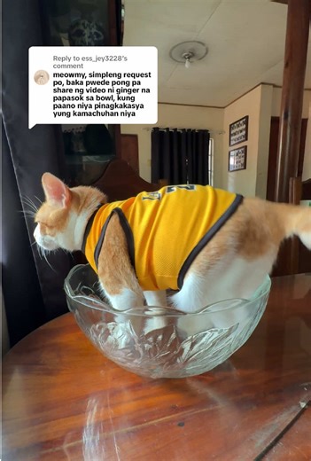 Replying to @ess_jey3228 ganto po nya pinapagkasya yung sarili hehe. 😆🧡 #puspin #gingerboi #pusangpinoy #loweredcat #catsalad