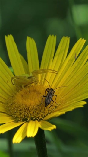 What is a Crab Spider? #spider #insects