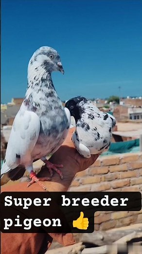 #Royal pigeon 🔥 breeding pair 😎