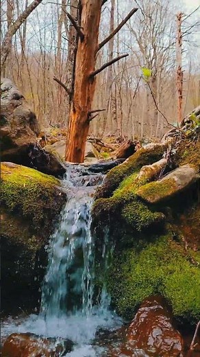 The Soothing Sound of Water on Mossy Rocks 🌿🎶 [4K]