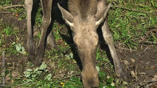 Cow Moose Eating Leaves From a Bush Branches on the Ground. The Moose or Elk (Alces alces), is the World's Tallest, Largest and Heaviest Extant Species of Deer.