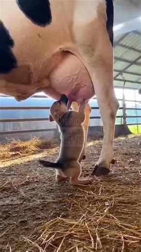 Exploring the Magic of Smart Bots in Trending Reels