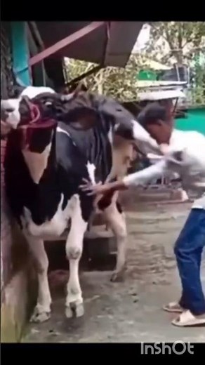 Cow kicks boy rudely #animals #shortsfeed #shortsvideo #shorts #short #cow #kick