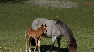What should I do If my Mare wont ler her foal drink? | Exclusively Equine | Facebook