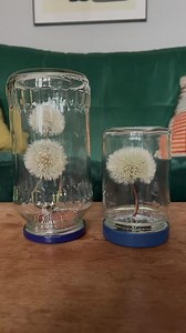 Everlasting dandelion clocks 🌼 Dandelion clocks are so delicate: the seeds can be released by just a puff of breath. But if you want to preserve the beautiful fluffy white seed head, you can keep them in a jar so that the wind doesn’t blow the seeds away. We’ve written a blog post about this activity: mudandbloom.com/blog/everlasting-dandelions ETA: Lots of you wondering why I’ve mentioned clocks! The white fluffy seed heads are called dandelion clocks in the UK. Named after an old game childre