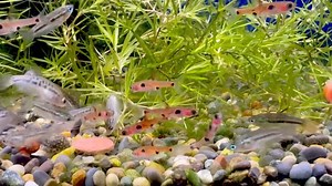 Maculata rasbora #paulsaquariums #brisbane | Paul's Aquariums