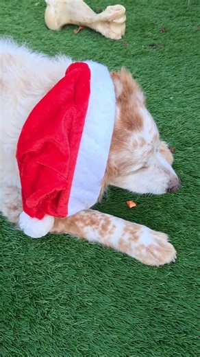 Crunchy Carrot ASMR 🥕 | Santa Dog Edition 🎅🐶 #asmr #asmreating #asmrcarrot #farmlife