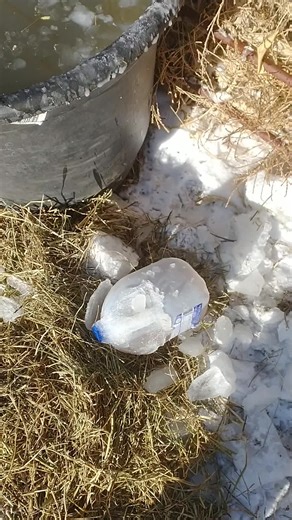 Salt Water jug WORKS!!! #ranchlife #ranch #cow #cattle #cowboy | cow