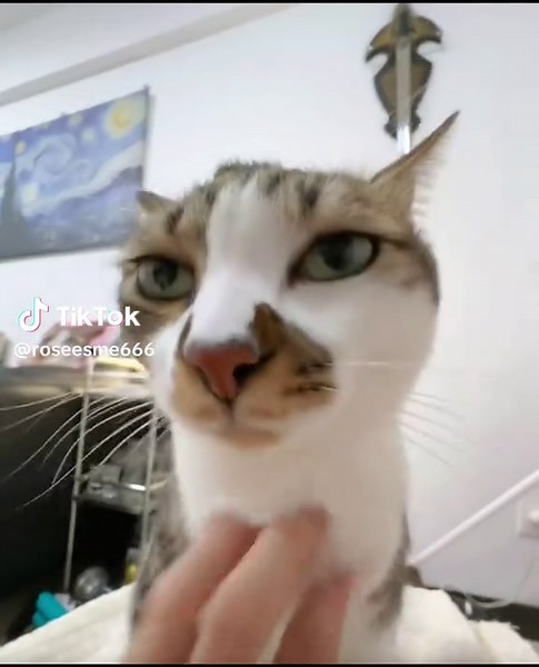 Hello, scratch scratch scratching. #meowing #asmr #relaxedkitten | cat meow