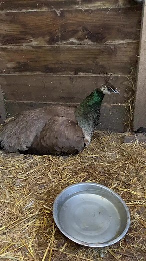 Good morning from our peahen Chick Jagger and her chicks #peahen #chickjagger | Caenhill Countryside Centre