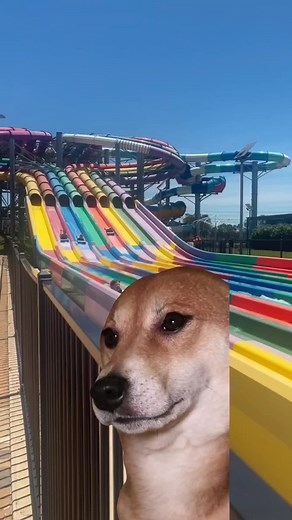 Exploring Raging Waters with Your Dog