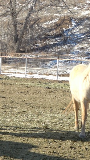 Sale oder Adoption?! Was ist der Unterschied & wieso müssen manche Mustangs 1 Jahr in den USA bleiben und andere nicht? 2024 wurden 5166 Mustangs & Wildesel adoptiert (Adoption Horse) und 1509 verkauft (Sale Horse). Im gleichen Jahr wurden allerdings auch 16140 Mustangs & Wildesel eingefangen und in Auffangstationen gebracht...so werden also leider nicht weniger, sondern immer mehr. chcWir holen die Mustangs ohne Perspektive aus den Auffangstationen raus, teilweise haben sie dort mehrere Jahre v