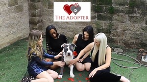 555K views · 4K reactions | You won’t believe the drama in this shocking new season of The Adopter. Countless animals need an adopter. Find your true love at your local shelter <3 The Bachelor Petco Foundation | Front Street Animal Shelter - City of Sacramento | Facebook