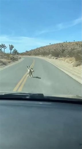 Real-Life Road Runner vs Coyote 😱 #funny #ai #fyp