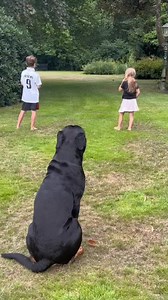 An older video, Imke's face says it all #rottweiler #cutedog | MJ Rottweilers