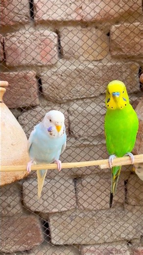 Budgies Singing Natural Sounds