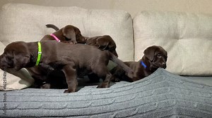 Four chocolate Labrador cubs in colored collars are playing on the couch in the room, brood of purebred puppies. funny pets together.