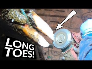 LONG TOE NAILS ... CUTTING them with an ANGLE GRINDER! | The Hoof GP
