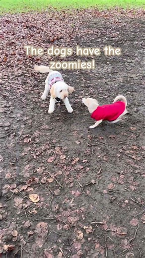 #dogs #puppy #cockapoo #cute #zoomies #funnyanimals