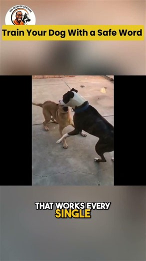 Not all dog play is good play.