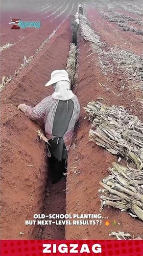 Trench Planting Technique That Transforms Traditional Sugarcane Farming