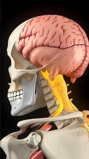 Your Entire Nervous System Mapped Out #3danimation #anatomy #education