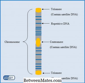 Différence entre l'ADN répétitif et l'ADN satellite | ADN répétitif vs ADN satellite - Science et Nature 2026