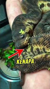 Ular Berkulit Kasar Paling UNIK di Malaysia!