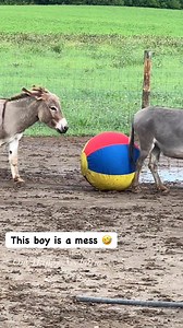 1.1M views · 10K reactions | He is so funny #reels #onehappyassfarm #donkey #farmlife | One Happy Ass Farm | Facebook