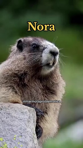 Marmota Gritando Nomes Divertidos para Nora