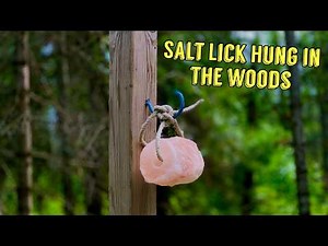 We Hung a SALT LICK on a Post in the Woods. We couldn't believe what showed up! Trail Camera
