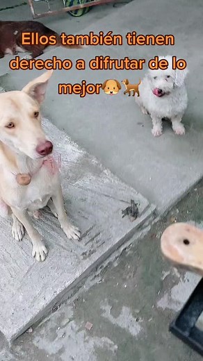 @Hugo Arequipa on TikTok