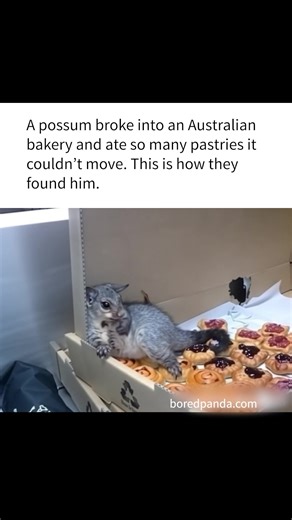 Animal mix 2 - Which meme matches your mood today? | DeMilked