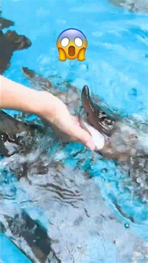 Bro Feeds Baby Sharks... #sharks #shorts