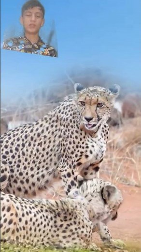 The Most Brave Wild Big Cheetah Cats And Female Video
