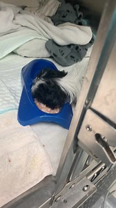 2.9K views · 420 reactions | Hopefully this is last post from the ER. Ariel is eating on her own and getting better each day. She wouldn’t be with us without the support and prayers you have sent her way. Thank you so much for giving little one the chance st a full life. | Tzu Zoo Rescue | Facebook