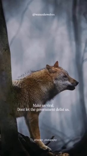 Why isn’t this on the news? One of our most iconic and essential species, the Gray Wolf, could be permanently delisted due to senate bill H.R. 845. THAT IS WHY we need to pressure now! We can’t give up, because this decision could sway either way and thousands of wolves could get slaughtered. In Wisconsin when wolves were delisted - 218 were massacred in 72 hours. Our fragile wolf populations cannot handle delisting. HELP THEM! Share this! CONTACT your reps. Let’s come together! 📞 Call your Sen