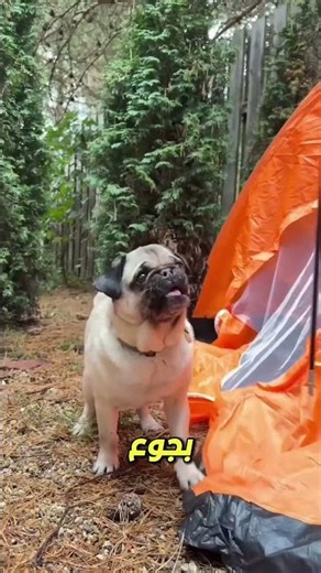 Sono and Mono's reaction after their tent flew away was unbelievable! 😆🌬️