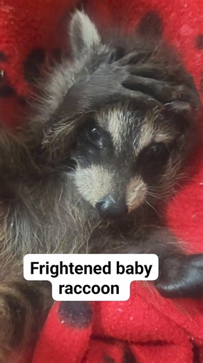 4.6M views · 202K reactions | Baby #raccoons when frightened cover their eyes. Seeing this always breaks my heart ❤️. | Little Bit Wildlife Rescue | Facebook