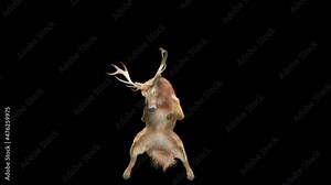 Deer Dancing, 3d rendering, Animation Loop, cartoon, included in the end of the clip with Alpha matte.