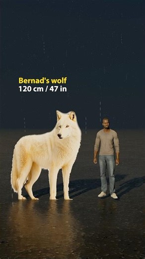 Wolf size comparison #animation #wolf
