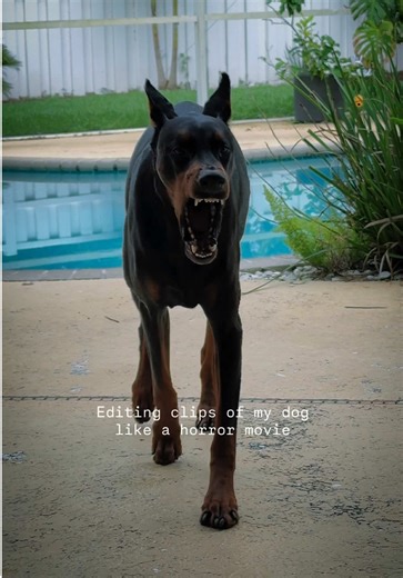 My Doberman was in a horror movie #Doberman #ScaryMovie #FunnyDog #FYP