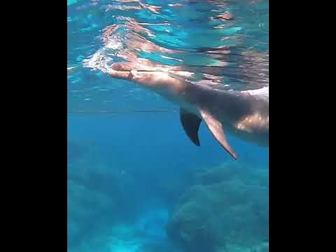 "Playful Dolphins Swimming, Feeding, and Enjoying Life"