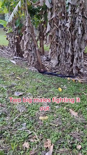 2 Massive Red Belly’s Fighting in Backyard 🥊 #snakecatcher #snake #reptile #wildlife #animal #blacksnake #venomous #fighting #huge #nature #australia