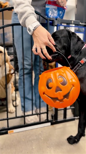 🎃👻🐾Trick or DogTreat! Happy #Halloween!🎃👻🐾 | Warrior Canine Connection