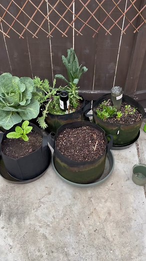 Effective Grow Bag Gardening Tips for Your Urban Garden