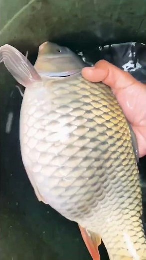 Common Carp – A hardy freshwater fish found worldwide 🌍🐟 #fishes #carp #exotic #freshwaterfish #asr