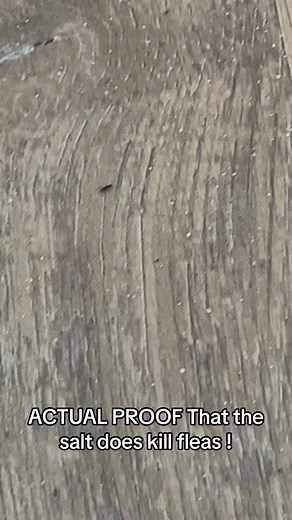 This is a lifesaver! I swear by it! Iodized salt to get rid of fleas! #saltforfleas #saltinhouse #fleas #fleainfestation #fleainfesteddog #fleasoncats #cat #dog #fleas #animallover #animals #dogparent #catparent #howtogetridoffleas #fleamagic #doityourselffleatreatment #nomorefleas #getridoffleas #foryou #foryoupage