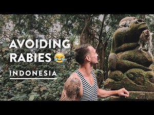 MONKEY FOREST UBUD (Guide, including rabies) - TheNorthernBoy