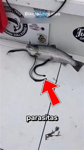 Parasites that take control of animals #curiosities #animals #creatures